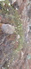 Calystegia macrostegia tenuifolia