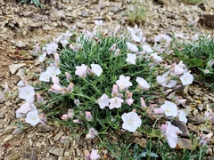 Convolvulus calvertii ruprechtii