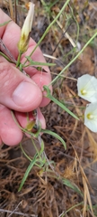 Calystegia macrostegia tenuifolia