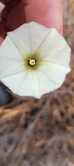 Calystegia macrostegia tenuifolia
