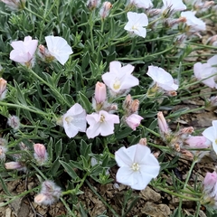 Convolvulus calvertii ruprechtii
