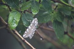 Arachnis dilecta