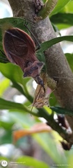 Ploeogaster