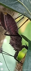 Ploeogaster
