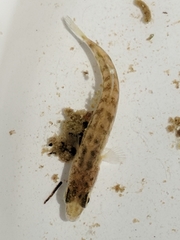 Gasterosteus aculeatus