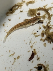 Gasterosteus aculeatus