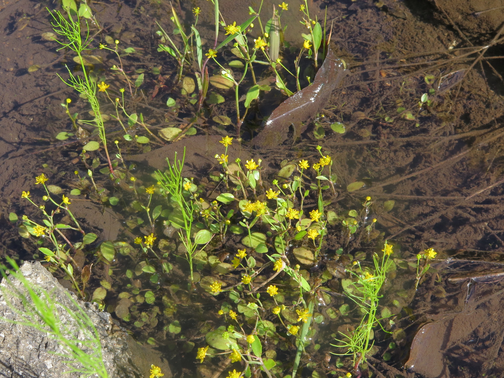 Ranunculus laxicaulis