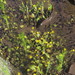 Ranunculus laxicaulis - Photo (c) jim_keesling, algunos derechos reservados (CC BY-NC), subido por jim_keesling