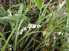 Ophiopogoneae