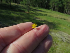 Ranunculus laxicaulis