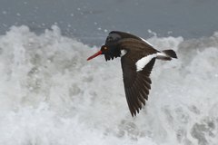 Haematopus palliatus