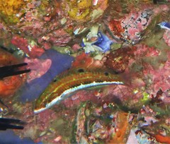 Thalassoma