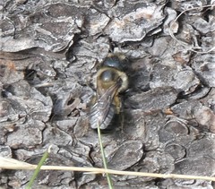 Osmia bucephala