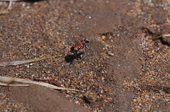 Cicindela