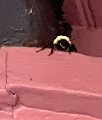Bombus