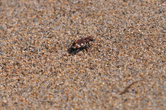 Cicindela
