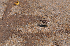 Cicindela