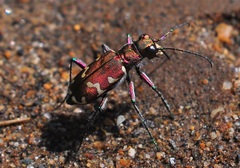 Cicindela