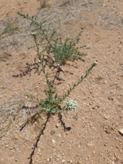 Lepidium thurberi