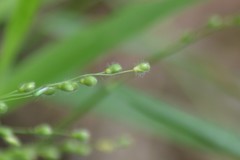 Dichanthelium leibergii