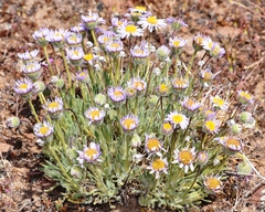 Erigeron poliospermus