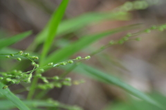 Dichanthelium leibergii