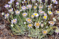 Erigeron poliospermus