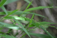 Dichanthelium leibergii