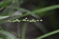 Dichanthelium leibergii