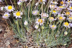Erigeron poliospermus