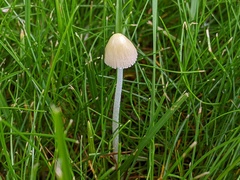 Bolbitius titubans