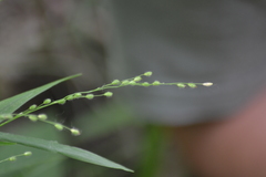 Dichanthelium leibergii