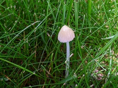 Bolbitius titubans