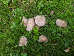 Candolleomyces candolleanus