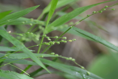 Dichanthelium leibergii