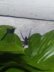Dolomedes scriptus
