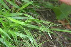 Dichanthelium leibergii