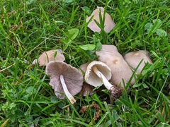 Candolleomyces candolleanus