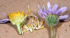 Erigeron poliospermus