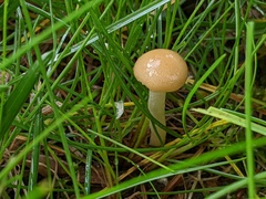 Agrocybe vervacti