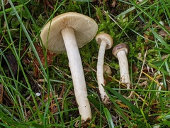 Agrocybe vervacti