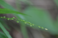 Dichanthelium leibergii