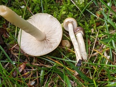 Agrocybe vervacti