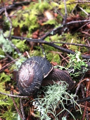 Monadenia infumata