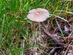 Parasola auricoma