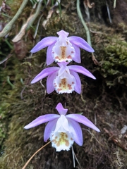 Pleione hookeriana