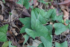 Trichopus zeylanicus