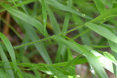 Dichanthelium leibergii