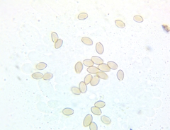 Agrocybe vervacti