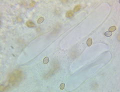 Agrocybe vervacti